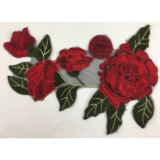 Троянда з темно-зеленим листям